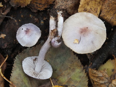 Inocybe lilacina