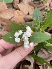 Ageratina altissima