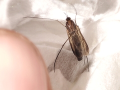 Keroplatus testaceus