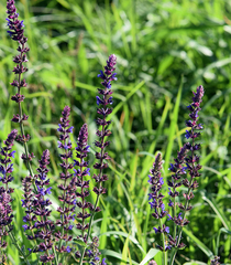 Salvia