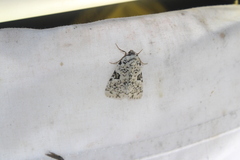 Leuconycta diphteroides