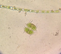 Xanthidium antilopaeum