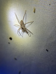 Pisaurina