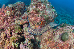 Muraena helena