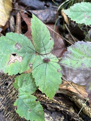 Leiobunum