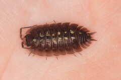 Porcellio spinipennis