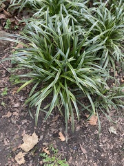 Ophiopogoneae