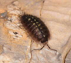 Porcellio spinipennis