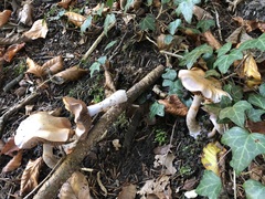 Cortinarius salor