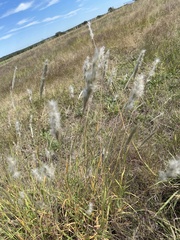 Bothriochloa longipaniculata