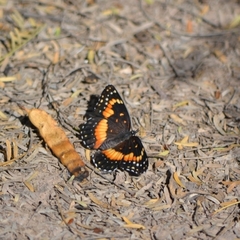 Chlosyne lacinia adjutrix