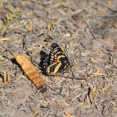 Chlosyne lacinia adjutrix