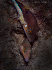 Canthigaster rostrata