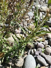Artemisia michauxiana
