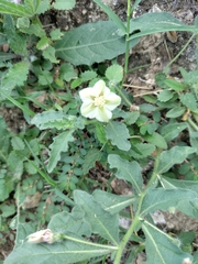 Chamaesaracha sordida