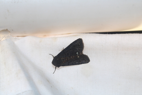 Black Arches Moth photo 2