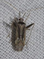 Phytocoris