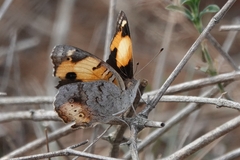 Junonia hierta cebrene