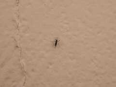Stegomyia