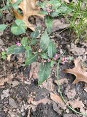Persicaria posumbu