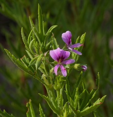 Pelargonium scabrum