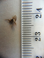 Clogmia albipunctata