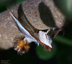 Diaphania hyalinata