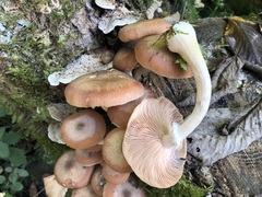 Armillaria cepistipes