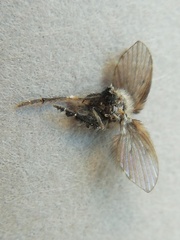 Clogmia albipunctata