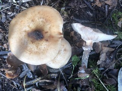 Armillaria cepistipes