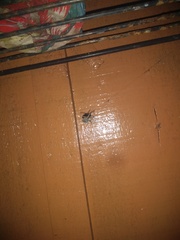 Parawixia