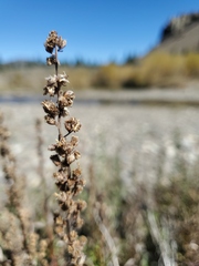 Artemisia michauxiana