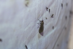 Virbia laeta