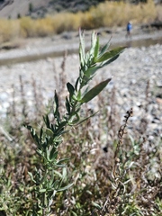 Artemisia michauxiana