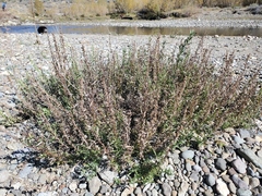Artemisia michauxiana