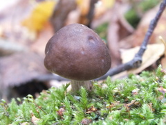 Pluteus