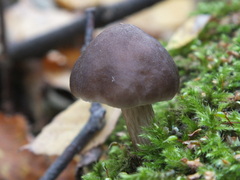 Pluteus