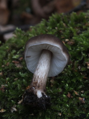 Pluteus