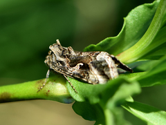 Autographa