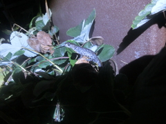 Triturus cristatus