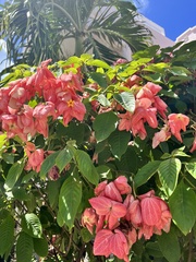 Mussaenda erythrophylla