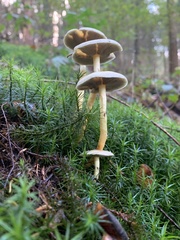 Hypholoma capnoides