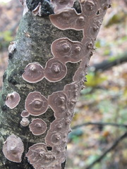 Corticium roseum