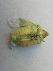 Thyanta pallidovirens