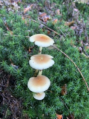 Hypholoma capnoides