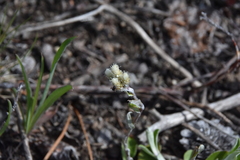 Antennaria howellii