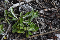 Antennaria howellii