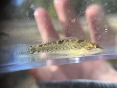 Etheostoma caeruleum