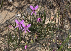 Pelargonium coronopifolium
