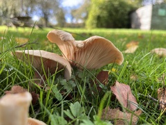Lactarius pubescens
